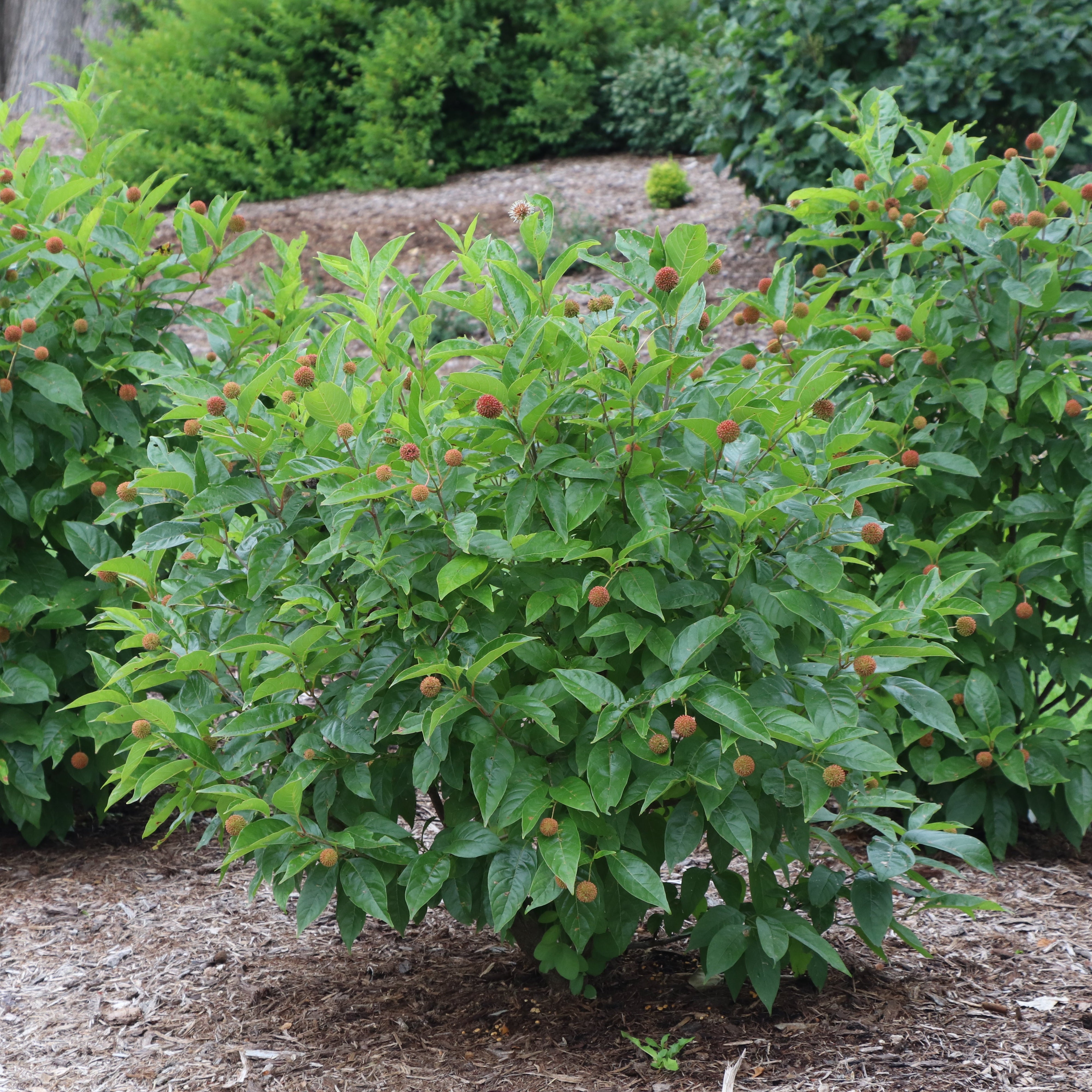 STING® Arborvitae – Creekside Nursery, Inc