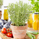 Rosemary Chef's Choice in a nursery pot