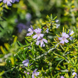 Rosemary Chef's Choice in a nursery pot