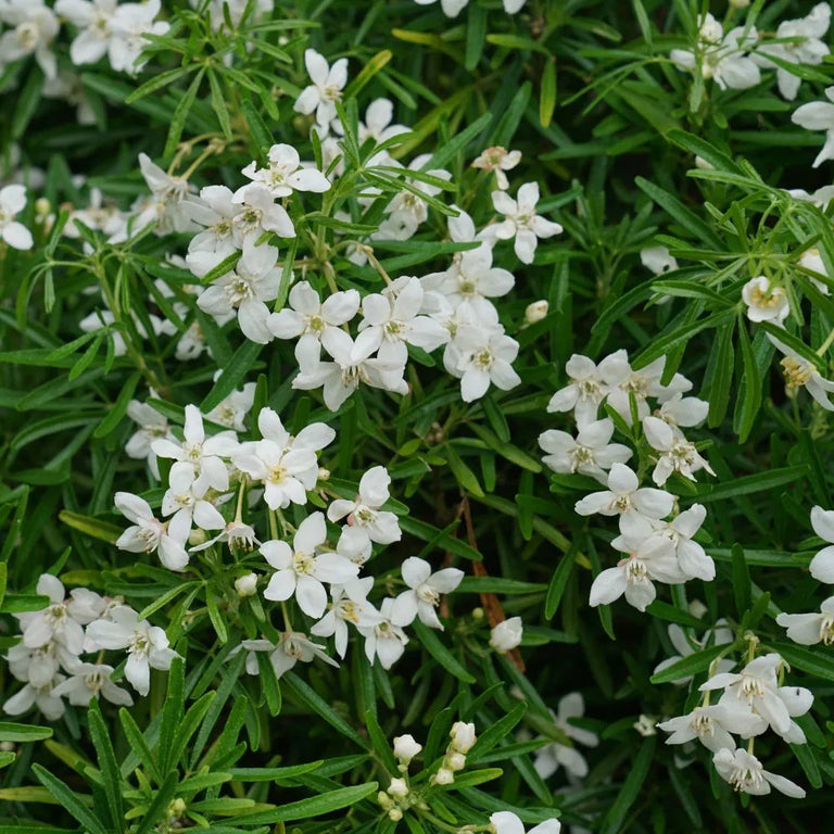 PINBALL BLIZZARD™ Mexican Orange | Proven Winners® – Creekside