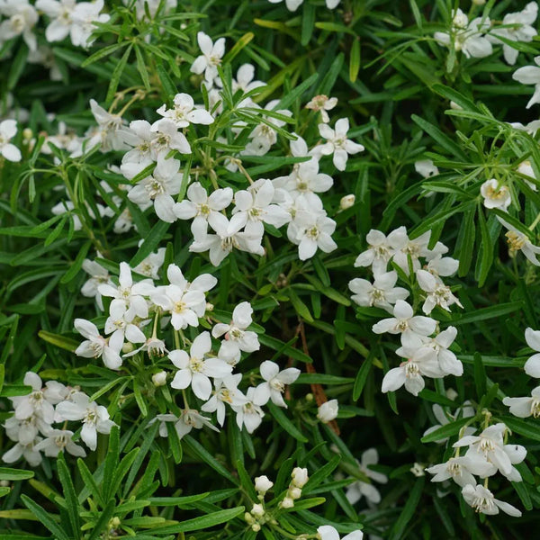 PINBALL BLIZZARD™ Mexican Orange | Proven Winners® – Creekside