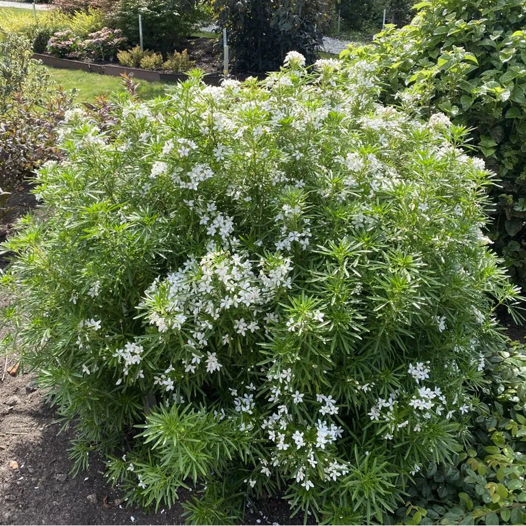 PINBALL BLIZZARD™ Mexican Orange | Proven Winners® – Creekside