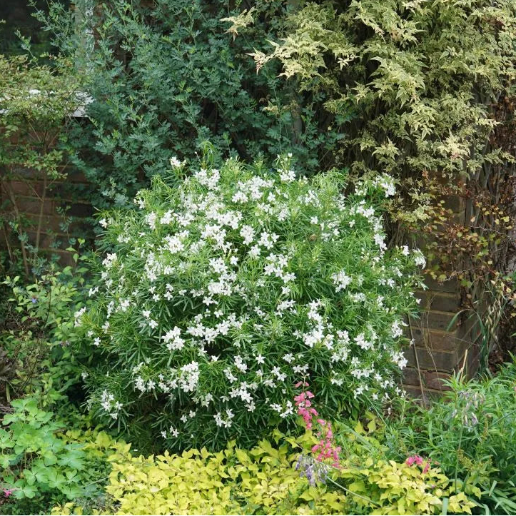 PINBALL BLIZZARD™ Mexican Orange | Proven Winners® – Creekside