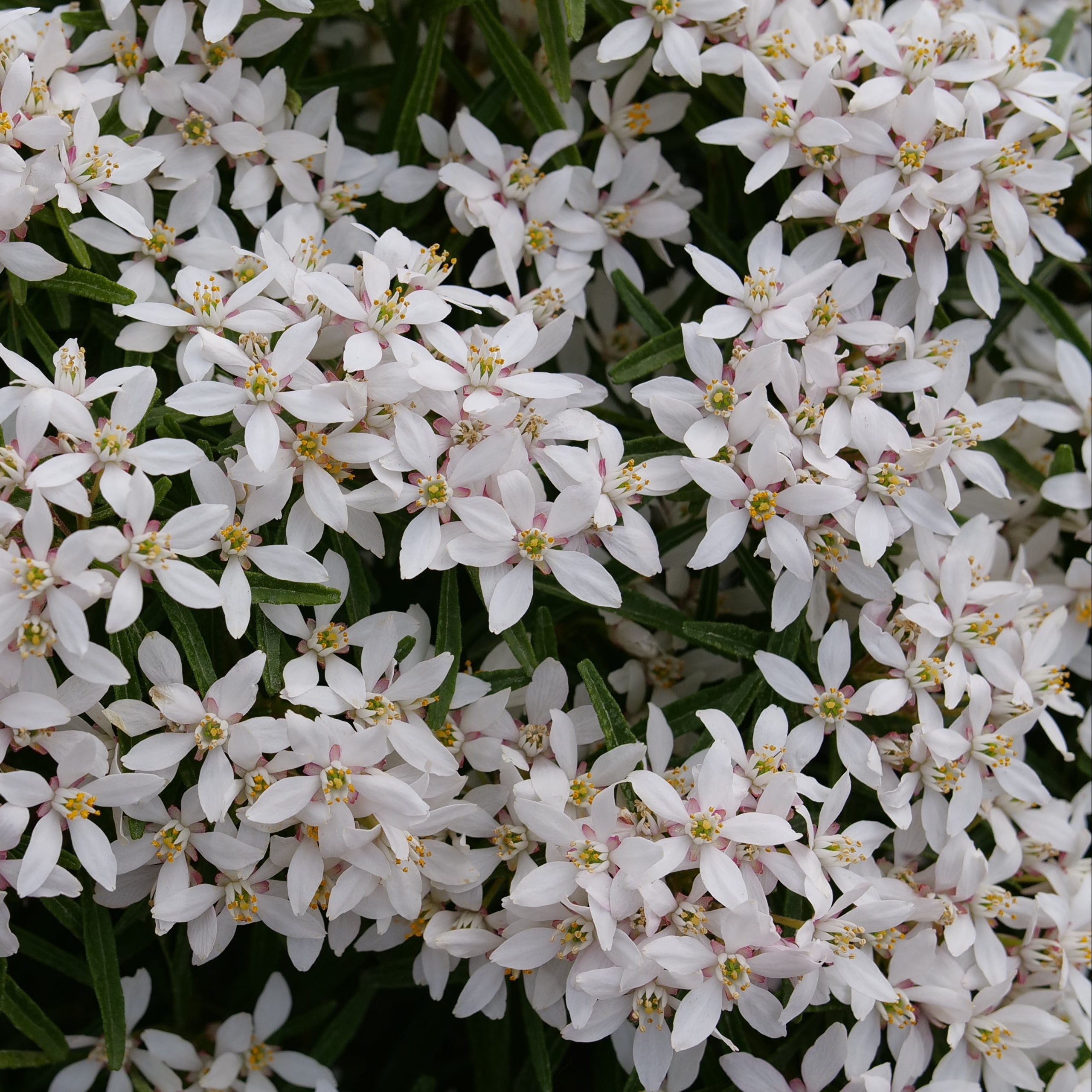白花の落葉樹 PINBALL BLIZZARD™ Mexican Orange | Proven Winners® – Creekside