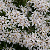 Pinball Blizzard Mexican orange shrub in a pot