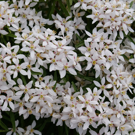 Pinball Blizzard Mexican orange shrub in a pot