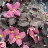 Moongate Mocha clematis with blooms in a nursery pot