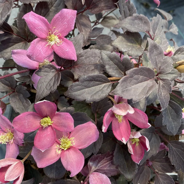 Moongate Mocha clematis with blooms in a nursery pot