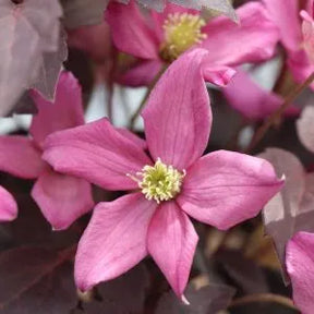 Moongate Mocha clematis with purple blooms in a pot