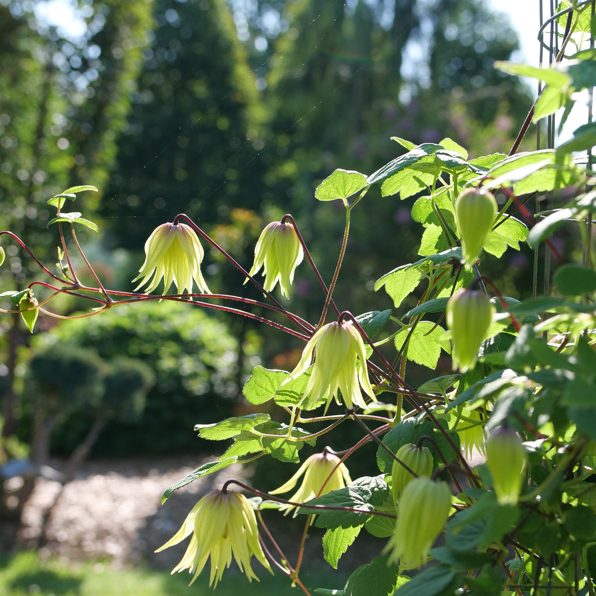 Funyella clematis with purple blooms in a nursery pot
