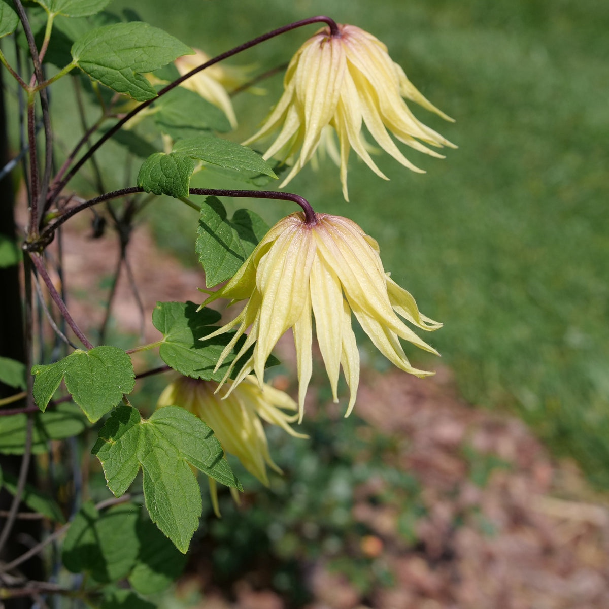 Funyella clematis vine in a nursery pot