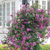Pink clematis blooms with green foliage in a pot