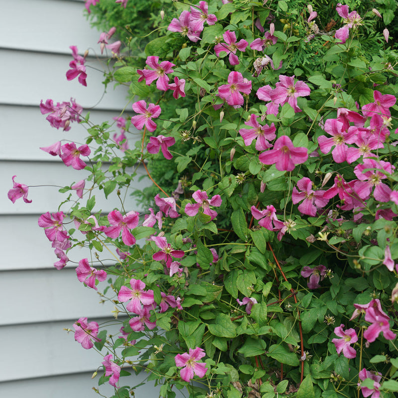 PINK MINK® Clematis | Proven Winners® – Creekside Nursery, Inc