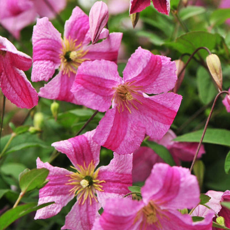 Pink Mink clematis vine with pink blooms in a pot