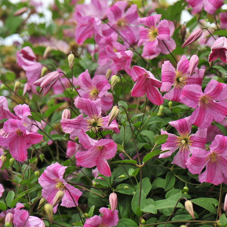 Pink Mink clematis with pink blooms in a pot