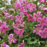 Pink Mink clematis with pink blooms in a pot