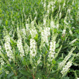 Summersweet plant with green leaves in a nursery pot