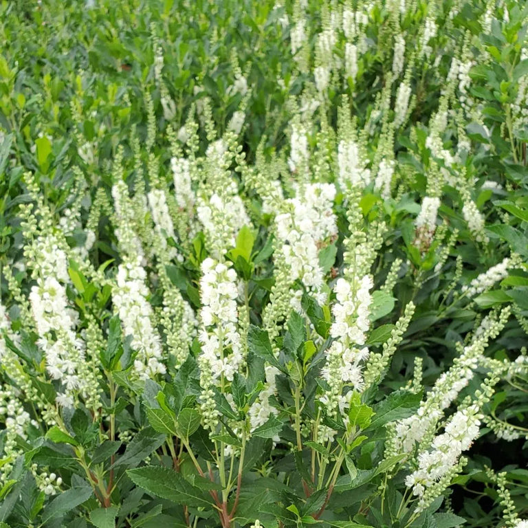 clethra plant RIPPLE EFFECT™ Summersweet