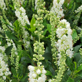 Summersweet with white flower spikes in a pot