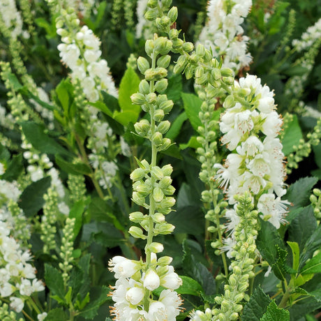 Summersweet with white flower spikes in a pot