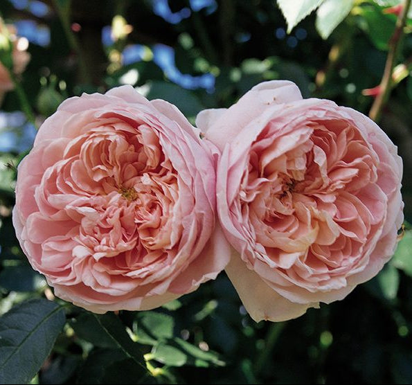 Colette™ rose with pink blooms in a nursery pot
