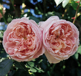 Colette™ rose with pink blooms in a nursery pot