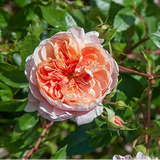 Colette™ rose with pink blooms and green foliage