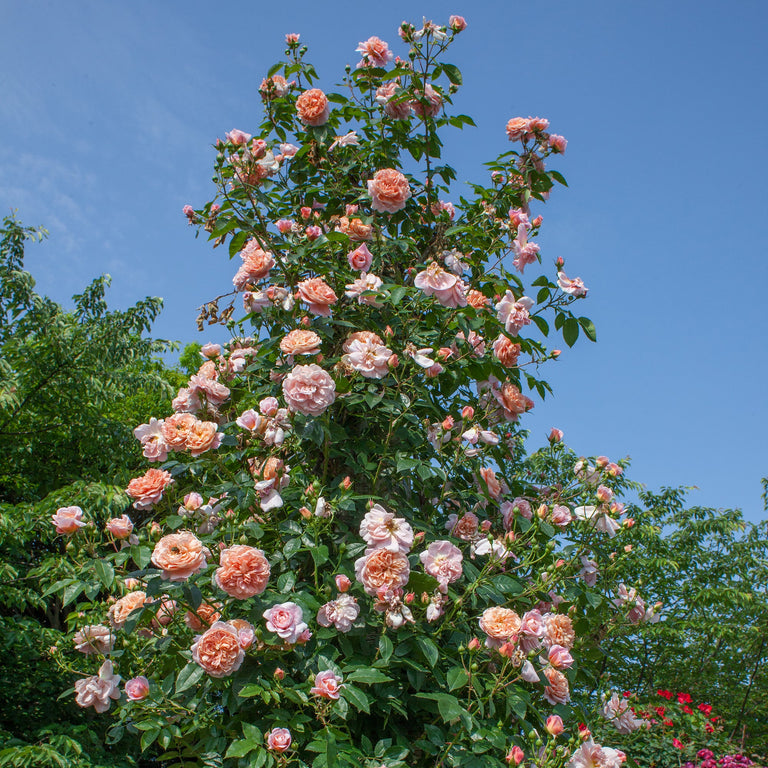 Colette™ Rose