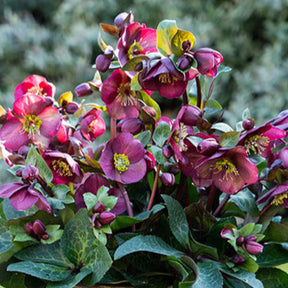 Frostkiss Vibey Velvet hellebore with dark blooms in a pot