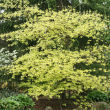 Golden Shadows dogwood-pagoda with layered green foliage