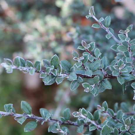 Silverstone cotoneaster in a nursery pot
