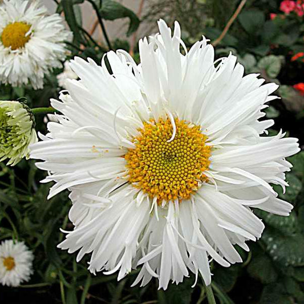 Crazy Daisy leucanthemum with white daisies in a pot