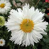 Crazy Daisy leucanthemum with white daisies in a pot
