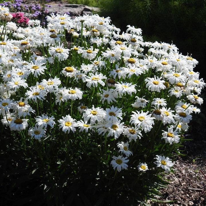 Crazy Daisy' Leucanthemum | Creekside Champions™ – Creekside