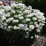 Crazy Daisy Leucanthemum in a nursery pot