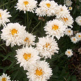 Crazy Daisy Leucanthemum in a nursery pot