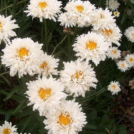 Crazy Daisy Leucanthemum in a nursery pot