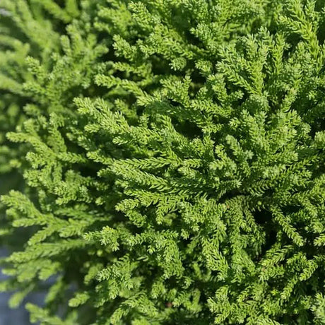 Dragon Prince™ Cryptomeria in a container