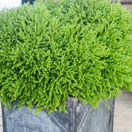 Dragon Prince™ Cryptomeria in a nursery pot