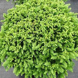 Dragon Prince Cryptomeria in a container plant pot