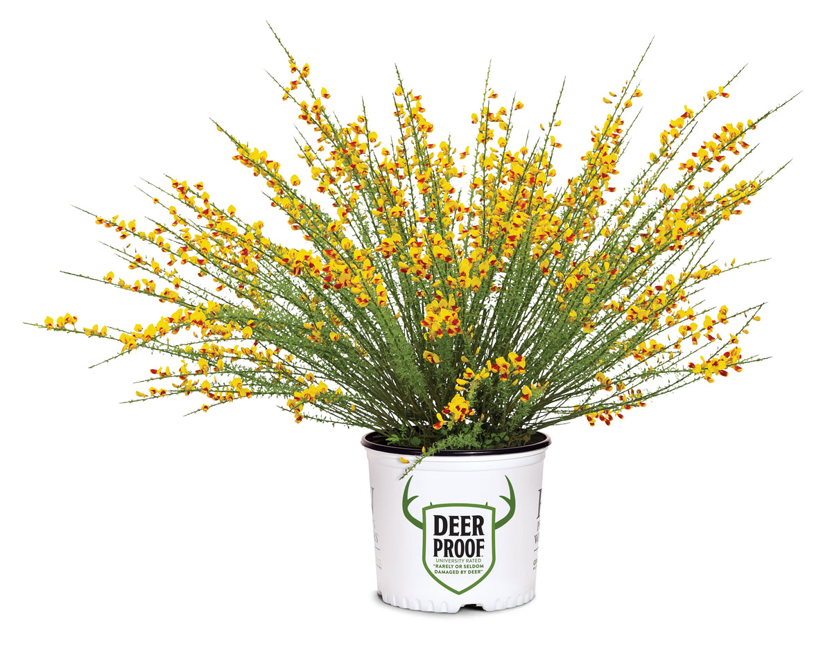 Sister Disco Scotch broom with yellow flowers in a pot