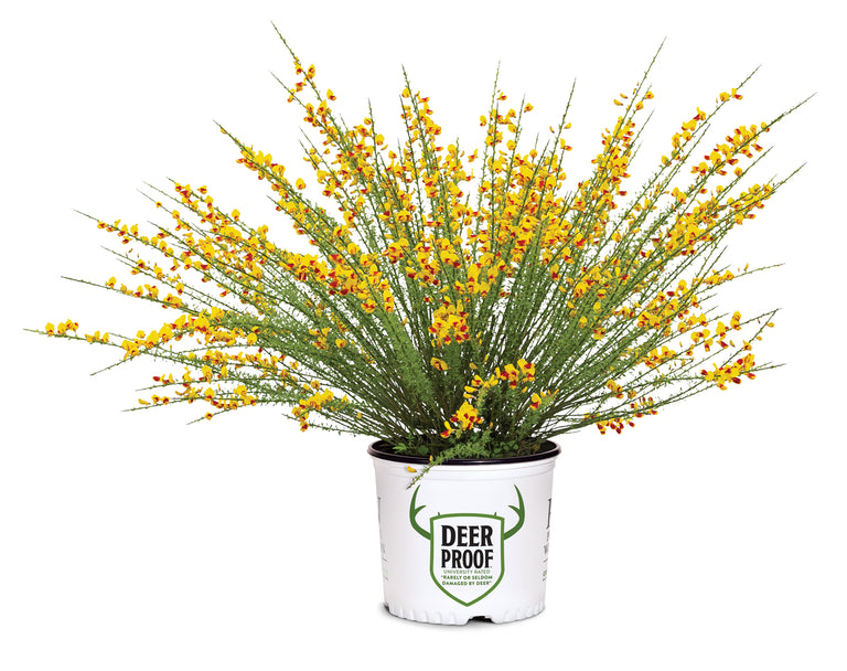 broom plant in pot SISTER DISCO® Scotch Broom – Creekside Nursery, Inc