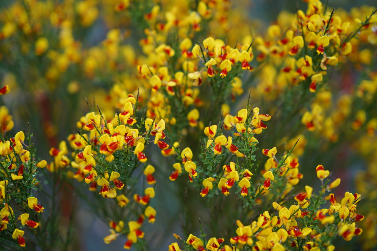 SISTER DISCO® Scotch Broom – Creekside Nursery, Inc