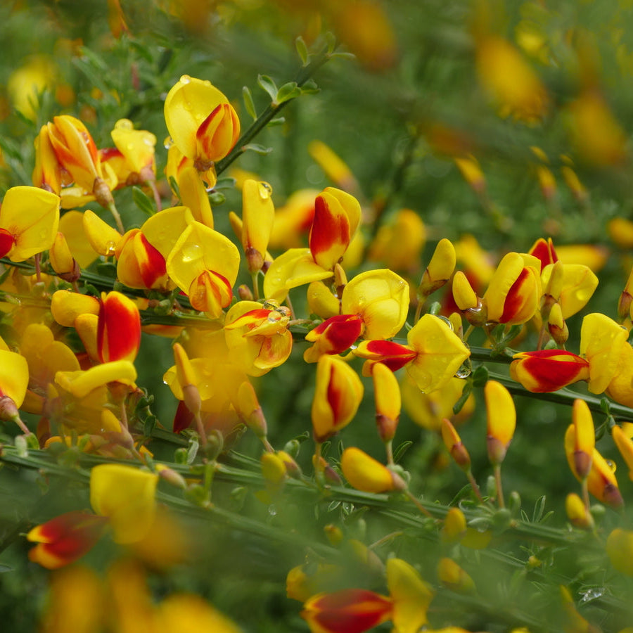 SISTER DISCO® Scotch Broom – Creekside Nursery, Inc