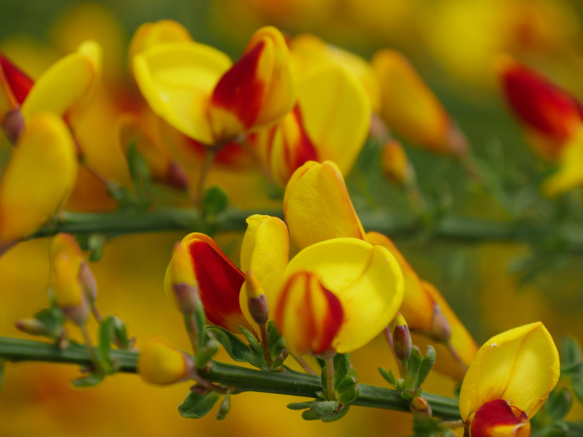 Sister Disco Scotch broom with yellow blooms in a pot