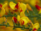 Sister Disco Scotch broom with yellow blooms in a pot