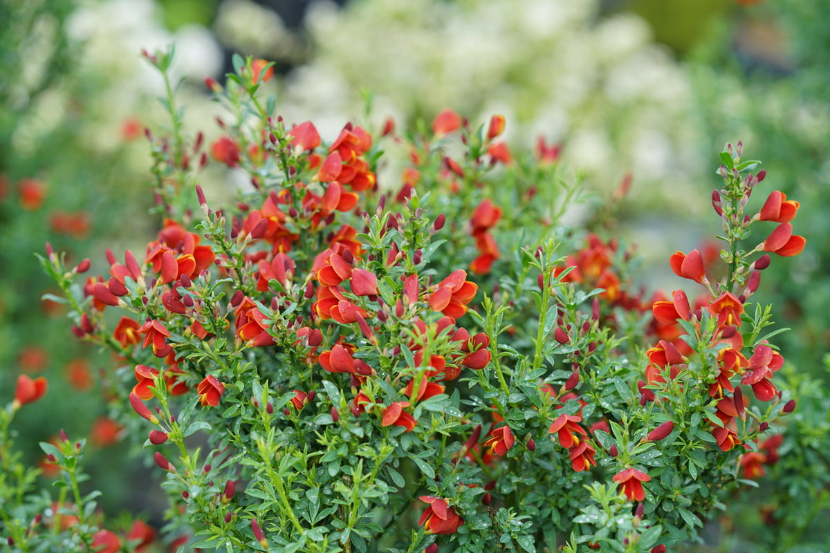 Sister Redhead Scotch broom with red flowers in a pot