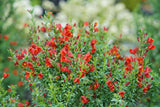 Sister Redhead Scotch broom with red flowers in a pot
