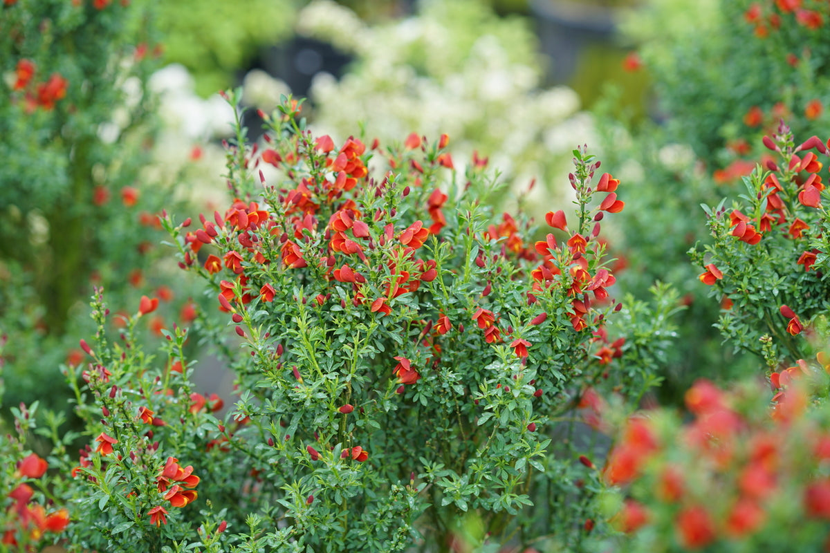 SISTER REDHEAD® Scotch broom with red flowers in a pot