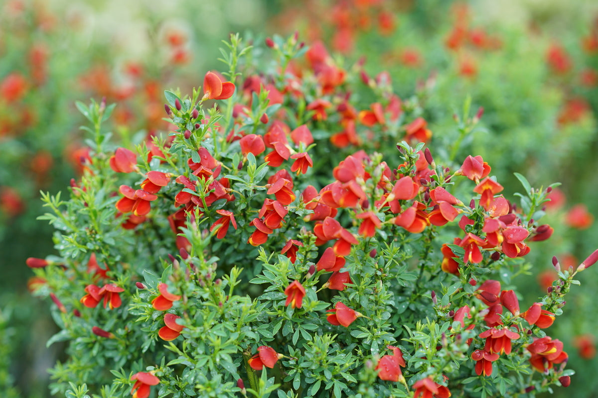 SISTER REDHEAD® Scotch broom with yellow flowers in pot